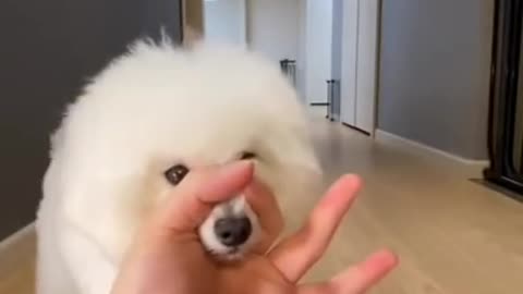 ####. Very small and very cute 🐕🐕