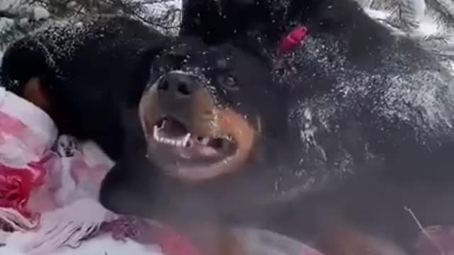 Friendship of a Rottweiler and a pumma