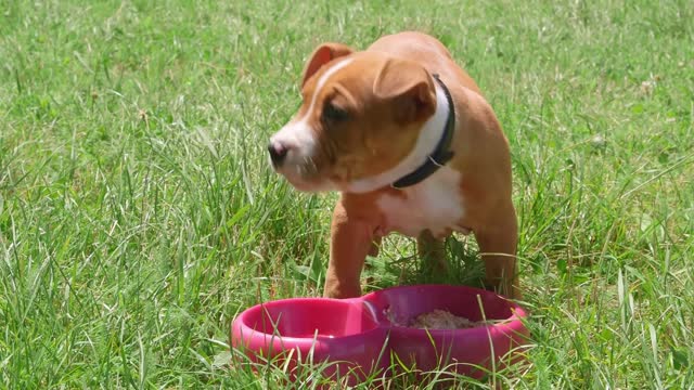 This puppy is not at all focused on eating