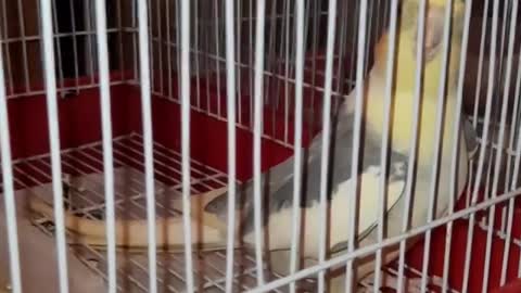 Hi Cockatiels