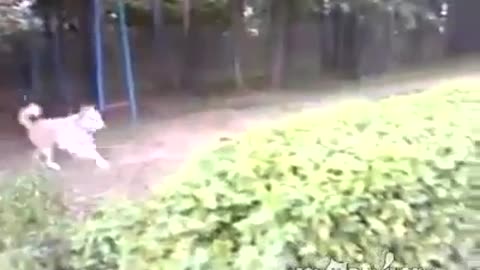 Dog thought the cat was dead