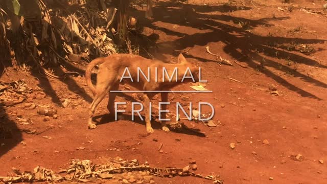 Life of an African Dog_Cut.mp4