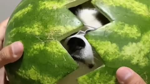 Watermelon, Hi!
