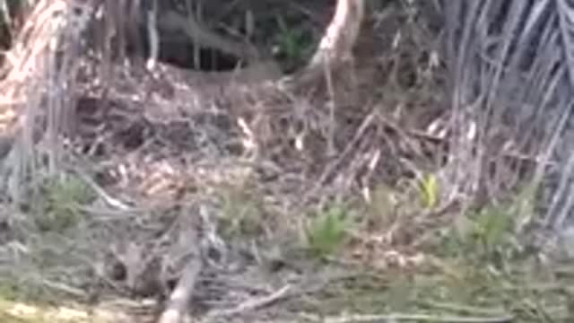 large cobra in an oil palm plantation