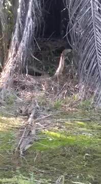 large cobra in an oil palm plantation