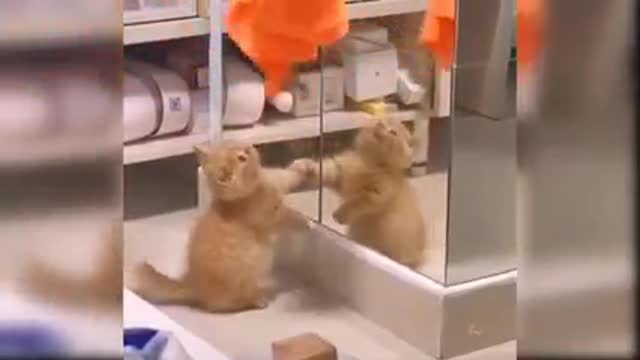 Funny Cat Video😍