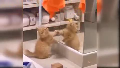 Funny Cat Video😍
