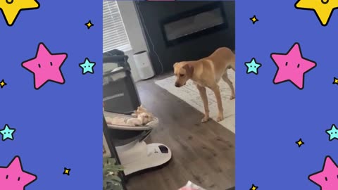 Dog Wants Baby to Play Fetch With Him