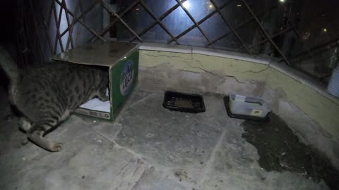 Homeless cat in Ras Al Khaimah, UAE: MICHAEL JACKSON #cat #cats #MichaelJackson #UAE #pets #pet #4u