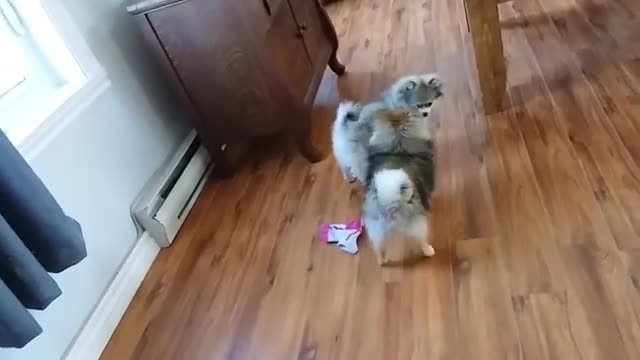 Just a daily fight with my two pomeranian dogs.