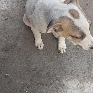 Cut dogs 🐕🐕 very nice dogs