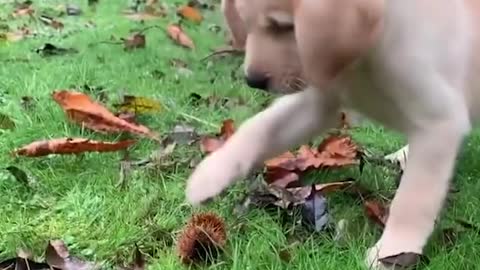 Cute Dogs Video