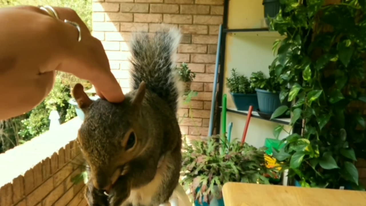 Ohhh, my goodness!!! 😍My sweet Mika The Squirrel 🐿️❤️