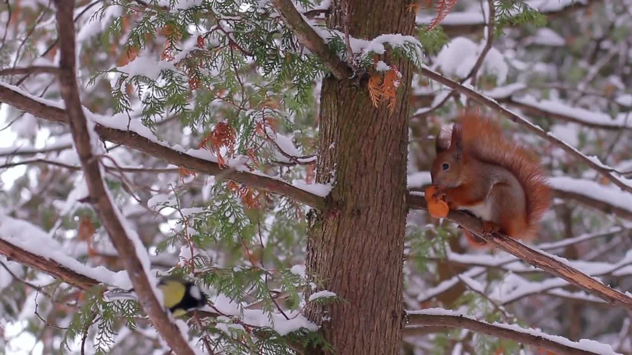 Squirrel in the winter forest. Squirrel gnaws a nut on a tree