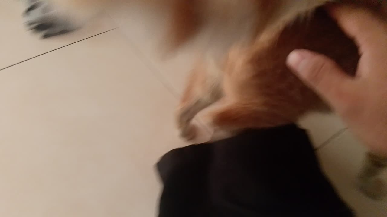 Enjoy Cat