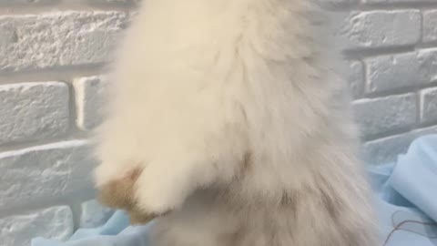 cute rabbit eating grass