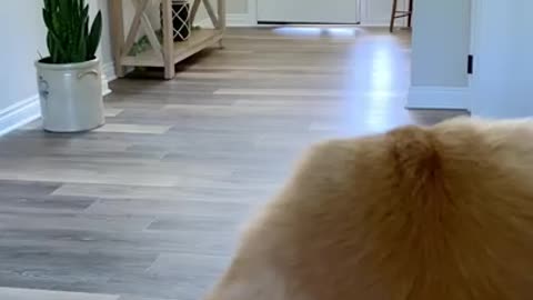 My dog is meets his son