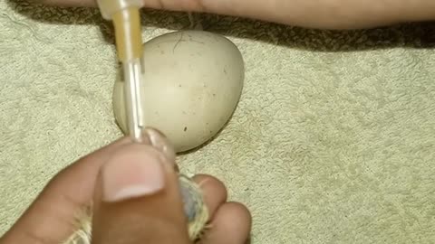 feeding chick