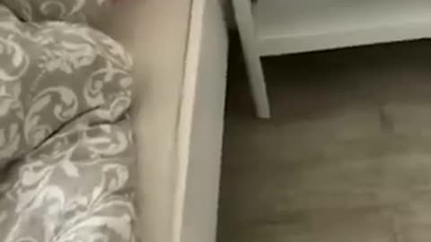 Cute and Funny Animal Video😂__ Funniest Viral Puppy Cat clips😹__ #shorts video #funny animals #cats