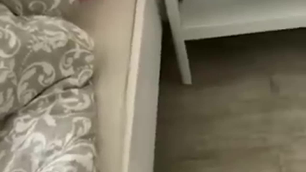 Cute and Funny Animal Video😂__ Funniest Viral Puppy Cat clips😹__ #shorts video #funny animals #cats