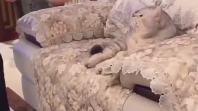 Everything changs when your parents have pets