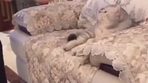 Everything changs when your parents have pets