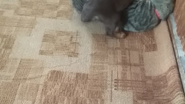 My cat vs my dog