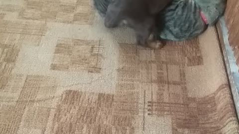 My cat vs my dog