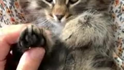 Cat and ca