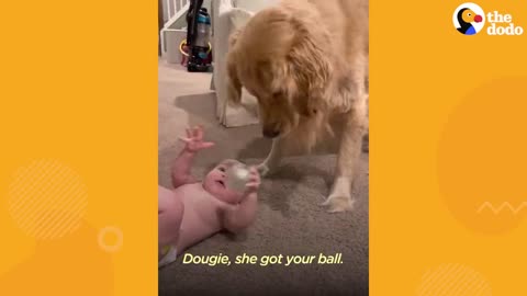 Dog Brothers Claim Newborn Baby Sister As Their Own _ The Dodo(720P_HD)
