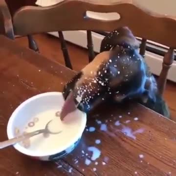 When your dog is milk lover, Have you seen your dog like this?