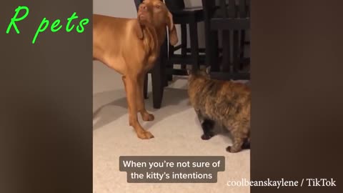 Funny animals