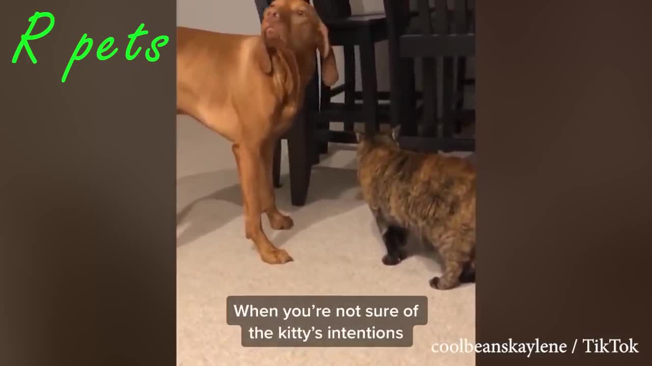Funny animals