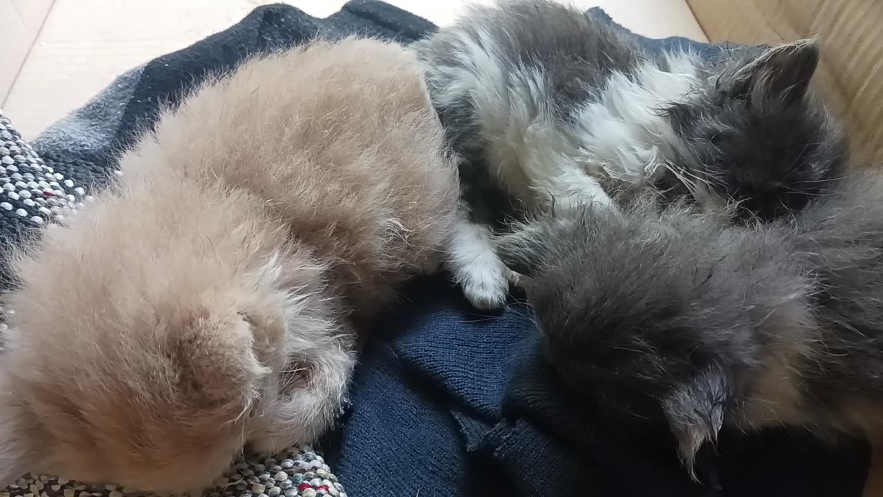 Rescued street kittens