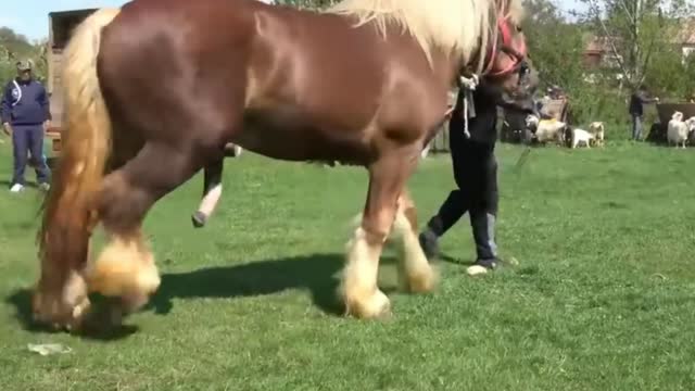 A Biggest Naughty Horse in a Horse Show Funny Horse _Horse