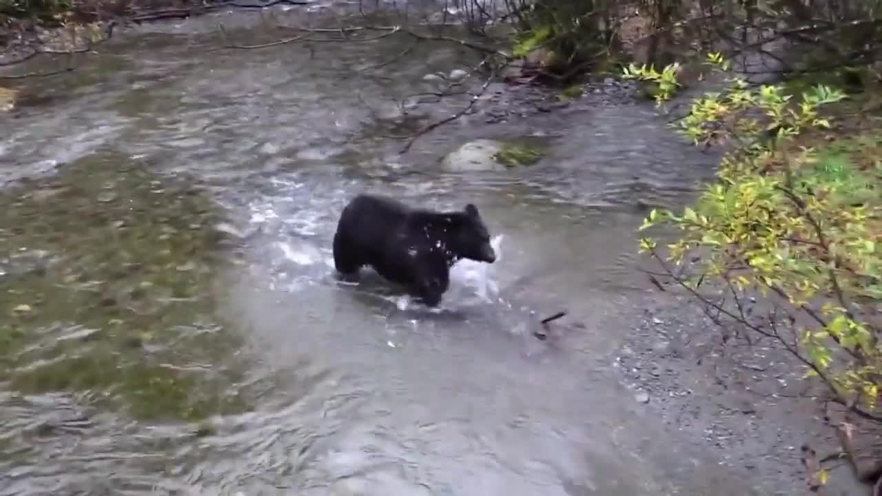 Bear is played with fish.