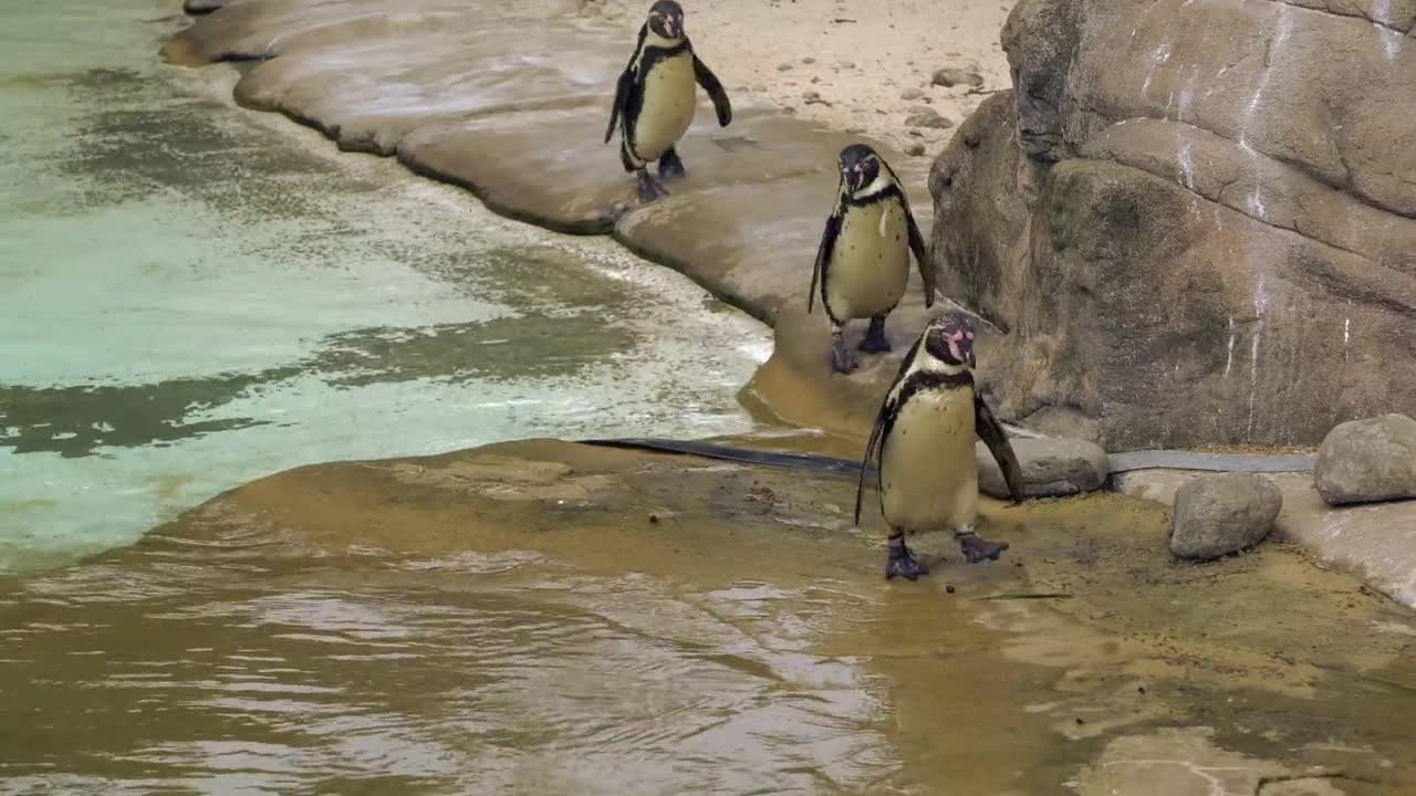 Funny penguins.