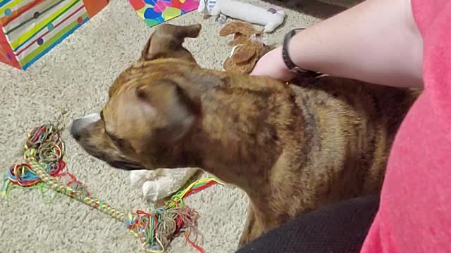 Dog demands pets