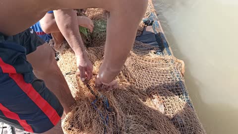 Catching Fish by diving in the river