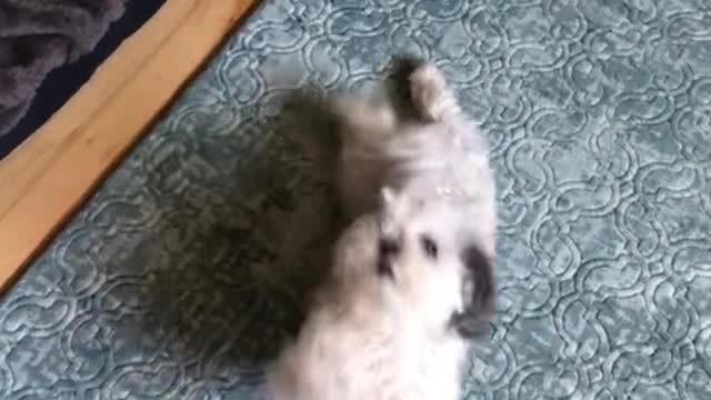 Cutest thing I’ve ever seen