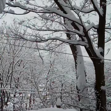 My Snow view this morning.