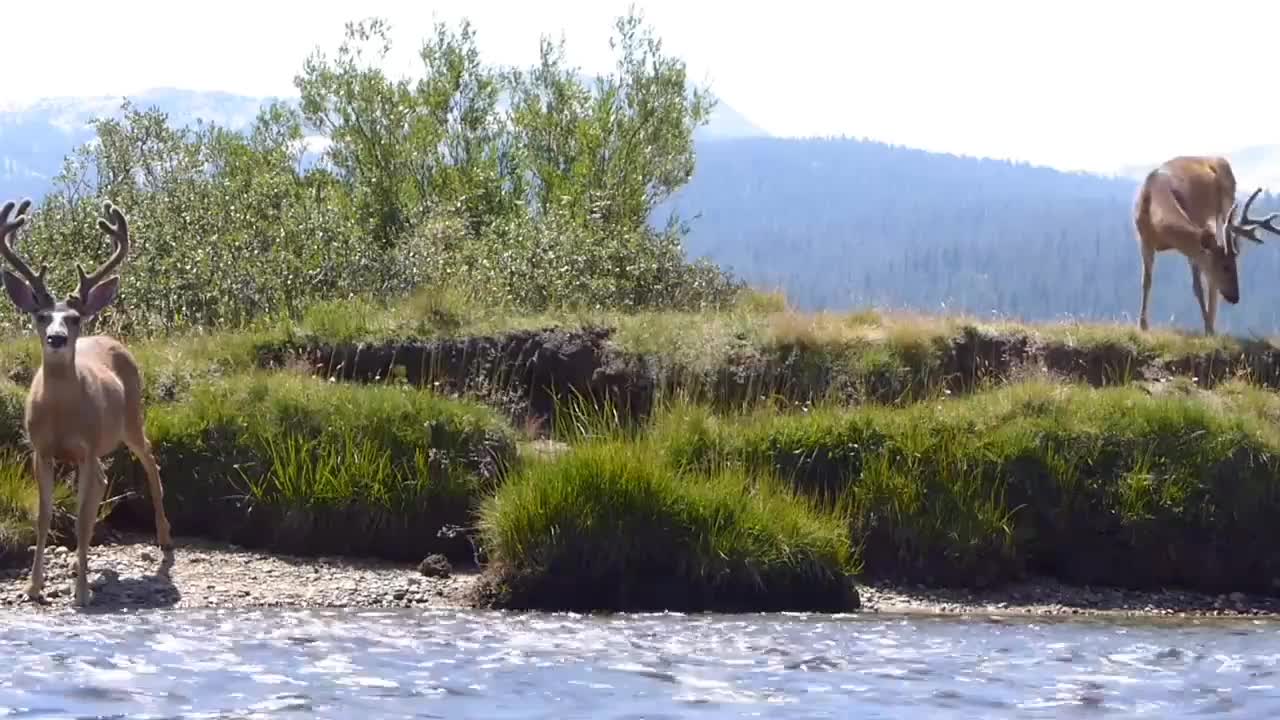 Deers video where you can touch the meaning of calm