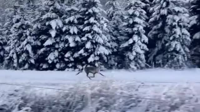 Deer floating on ice