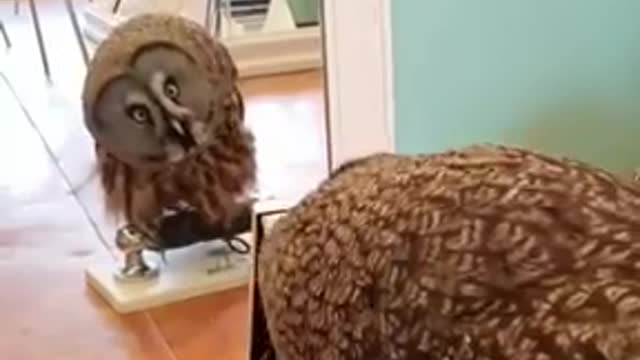 Owl Rotates Head Looking At His Mirror Image