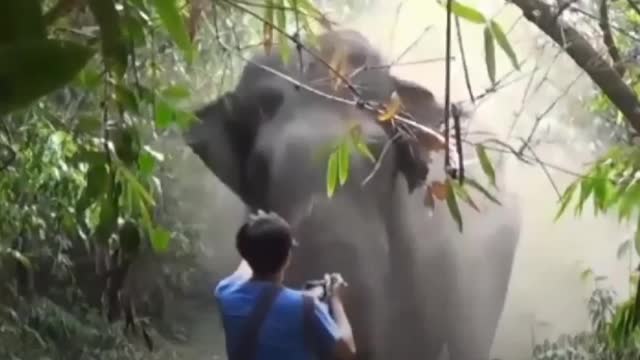 Man controls Elephant from his hand 😮😱