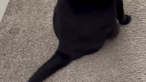 Adopting a Cat from a Shelter Vlog - Cute Precious Piper is a Carpet Sweeper #shorts