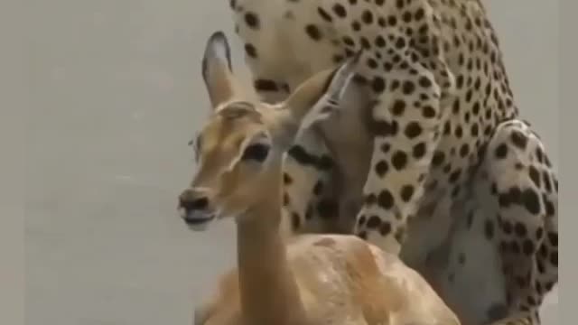 Relationship between leopard and deer mating.