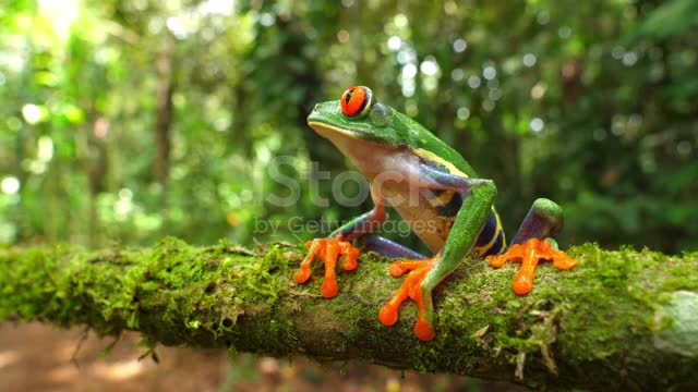 Awesome colorful frogs collection