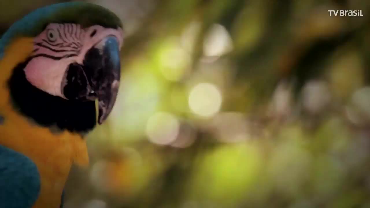 The Blue Macaw! Exotic Nature.