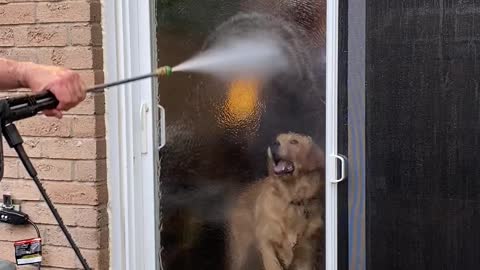 Golden Retriever Wants to Play with Power Washer